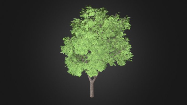 Sycamore Maple (Acer pseudoplatanus) 3D Model