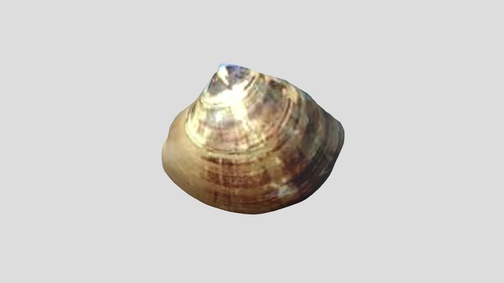 蛤 3D Model