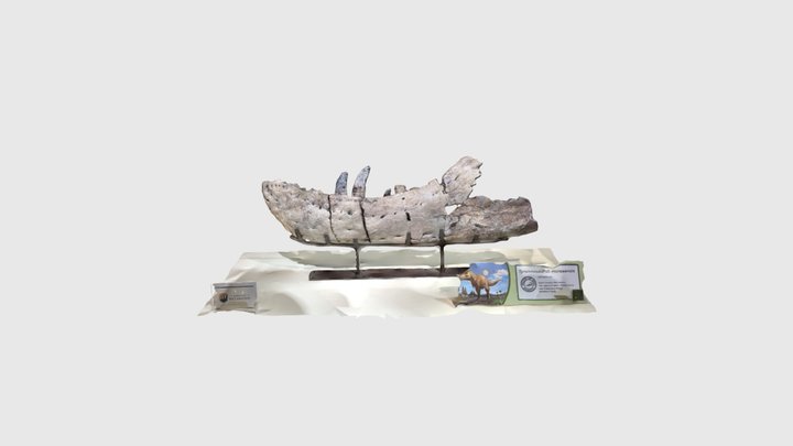 Tyrannosaurus mcraeensis jaw 3D Model