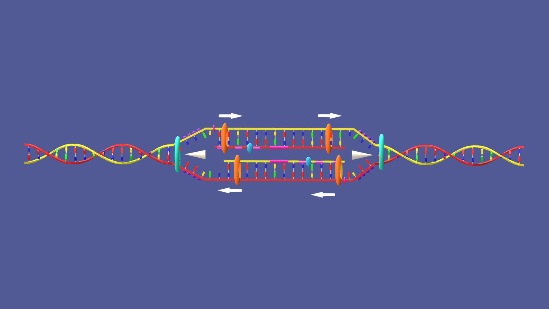 DNA Replication Model - Download Free 3D model by   (@) [3122da8]