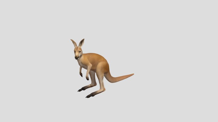 Kangaroo 3D Model