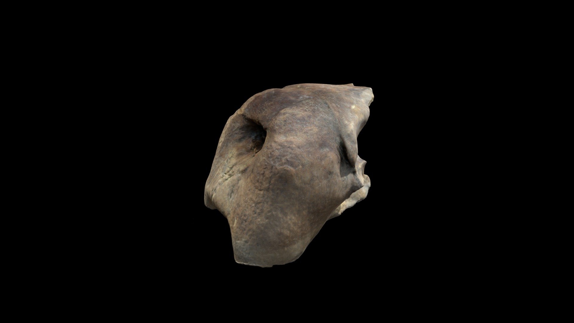 Pleistocene walrus skull