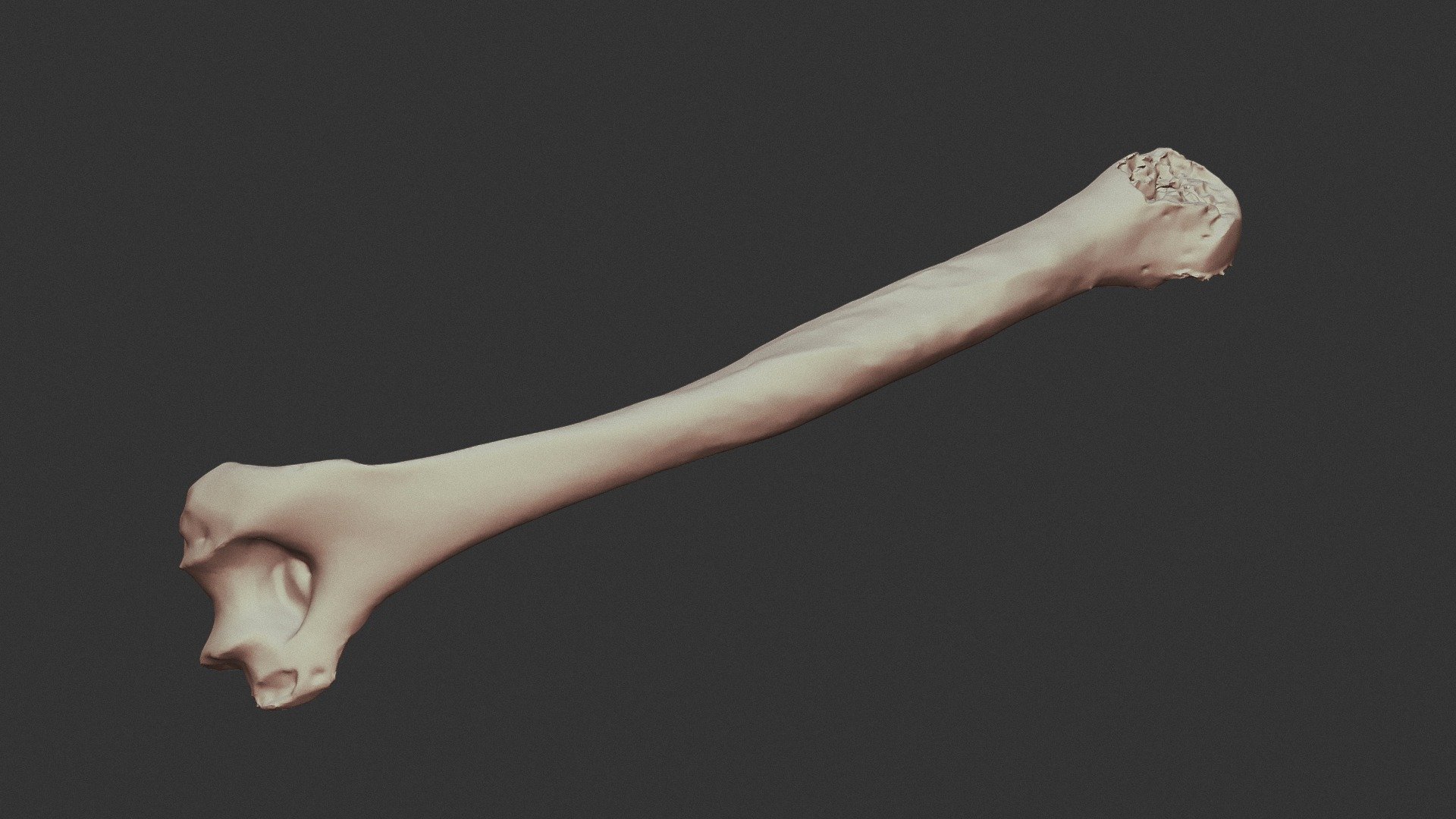 Humerus - Download Free 3d Model By Damscan3d (@damiensautarel Nzs 