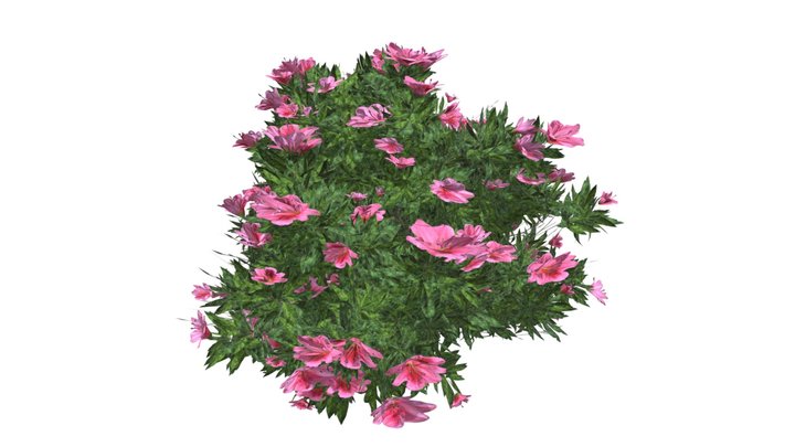 Azalea Shrub (Pink Flowers) #04 3D Model