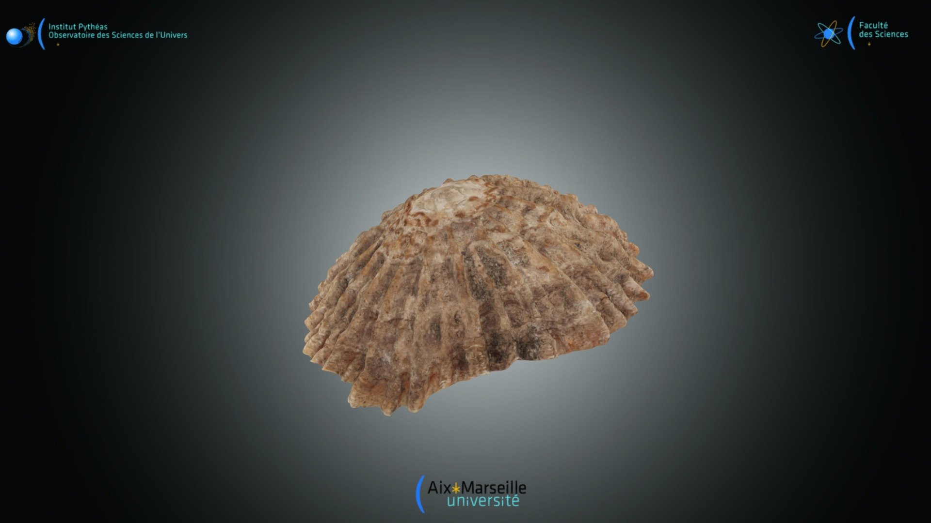 Gastéropode - Patella sp.