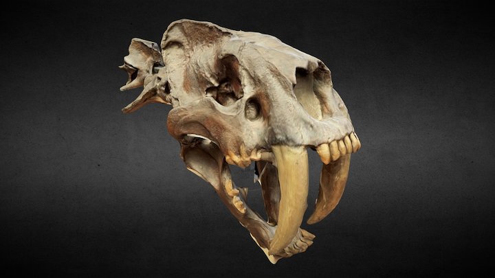 Smilodon Saber-toothed tiger 3D Model