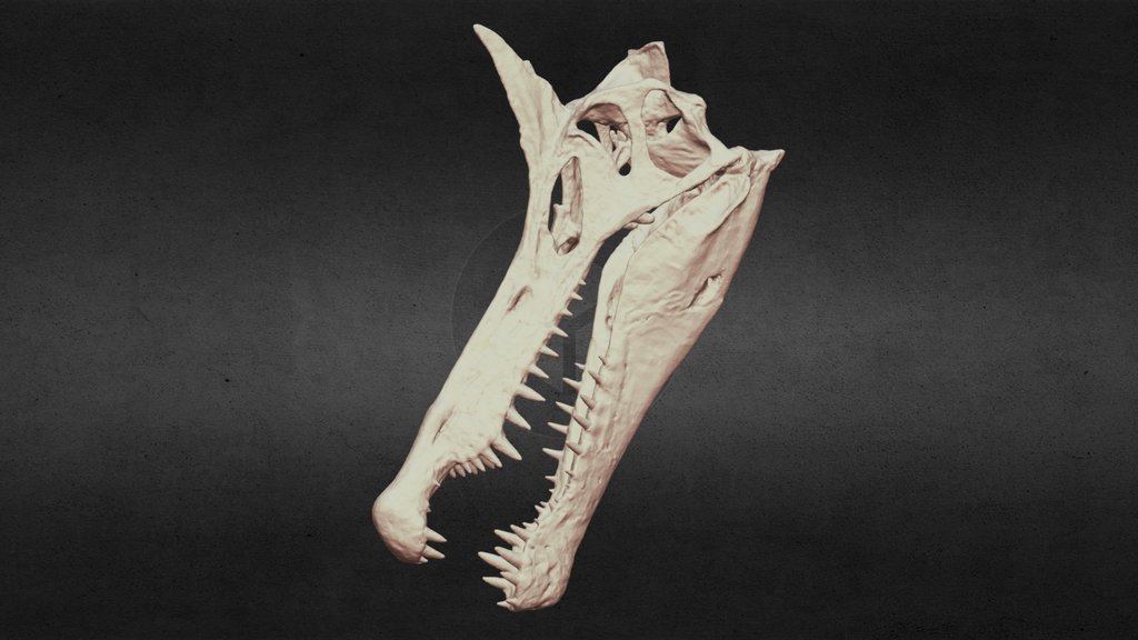 Spinosaurus Mirabilis Skull