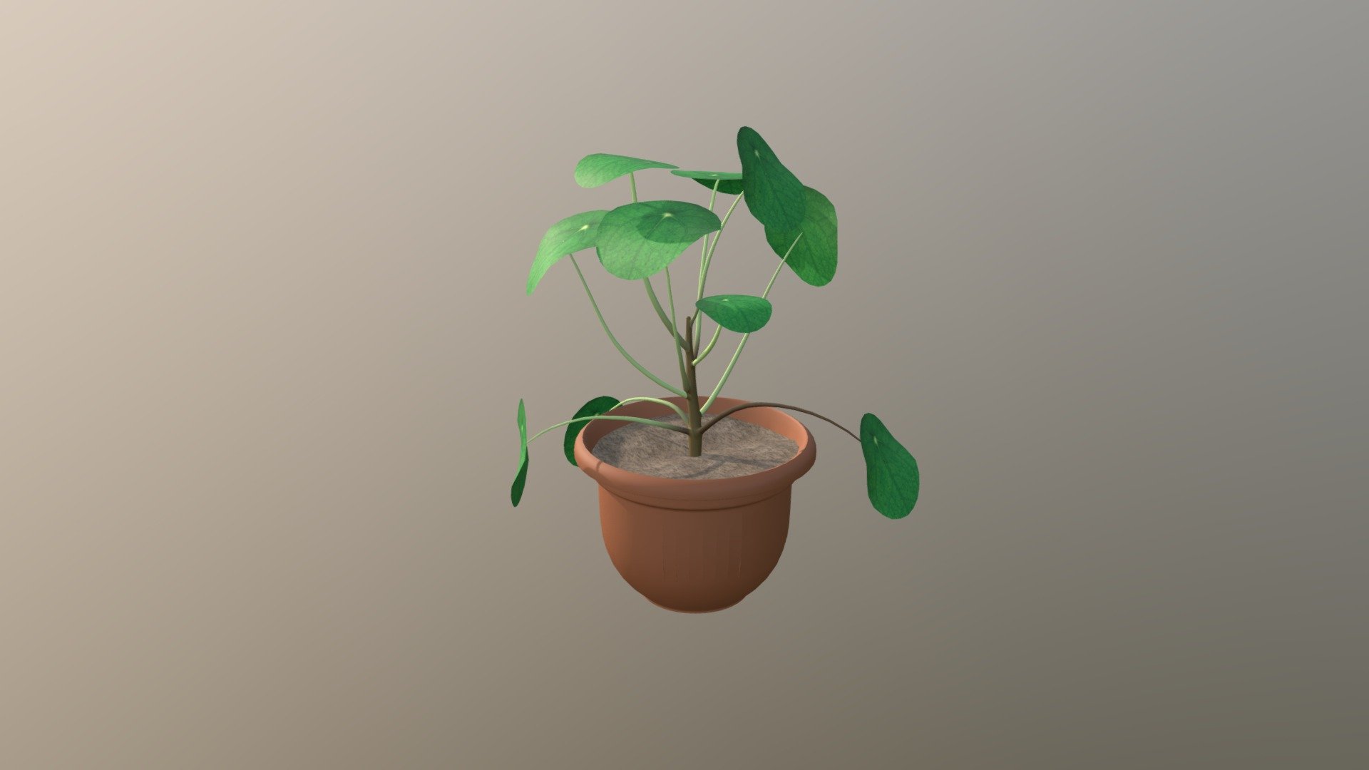 Wk8 Plant - Kovacik Natalie