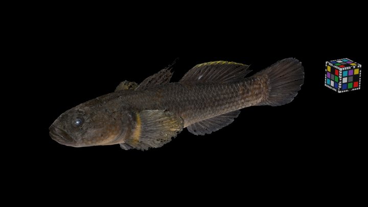 Tripletooth 3D models - Sketchfab