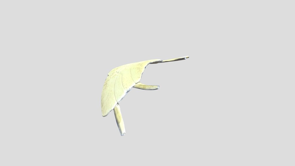 3D Final Project - turtle bone 1