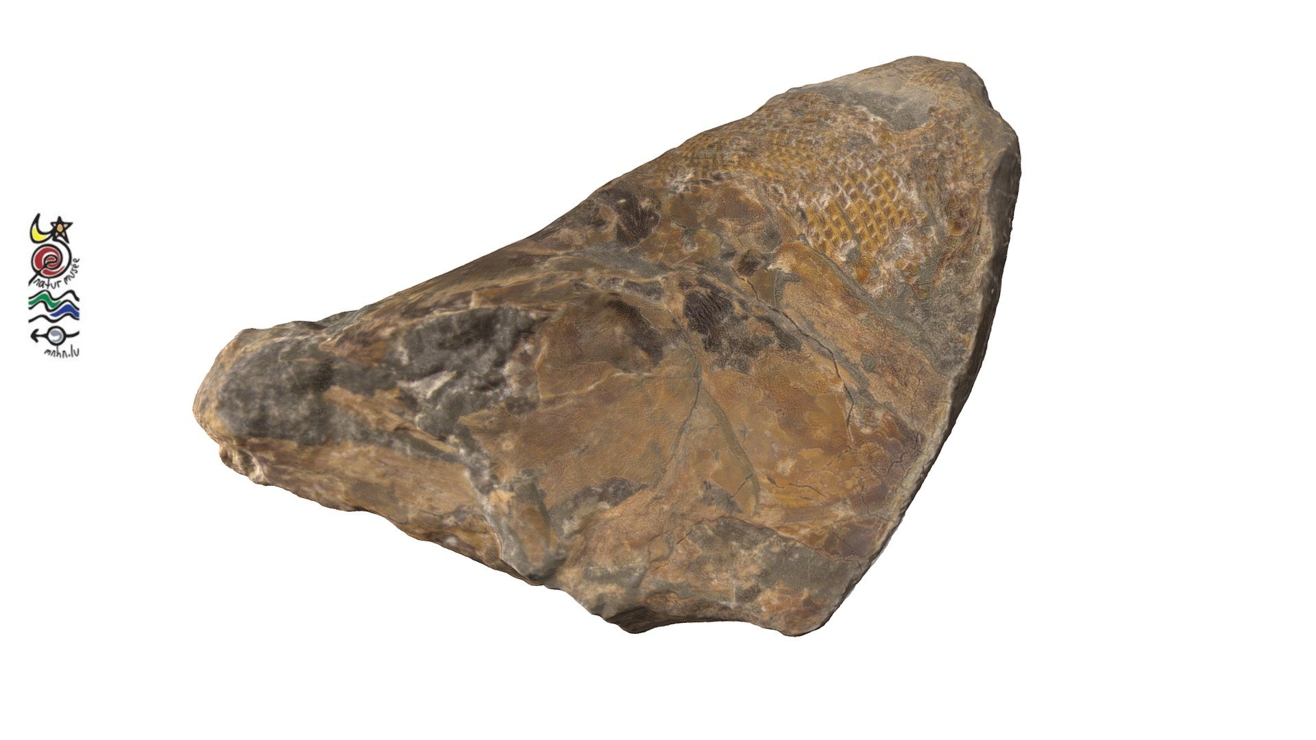 Pachycormus curtus TV 271