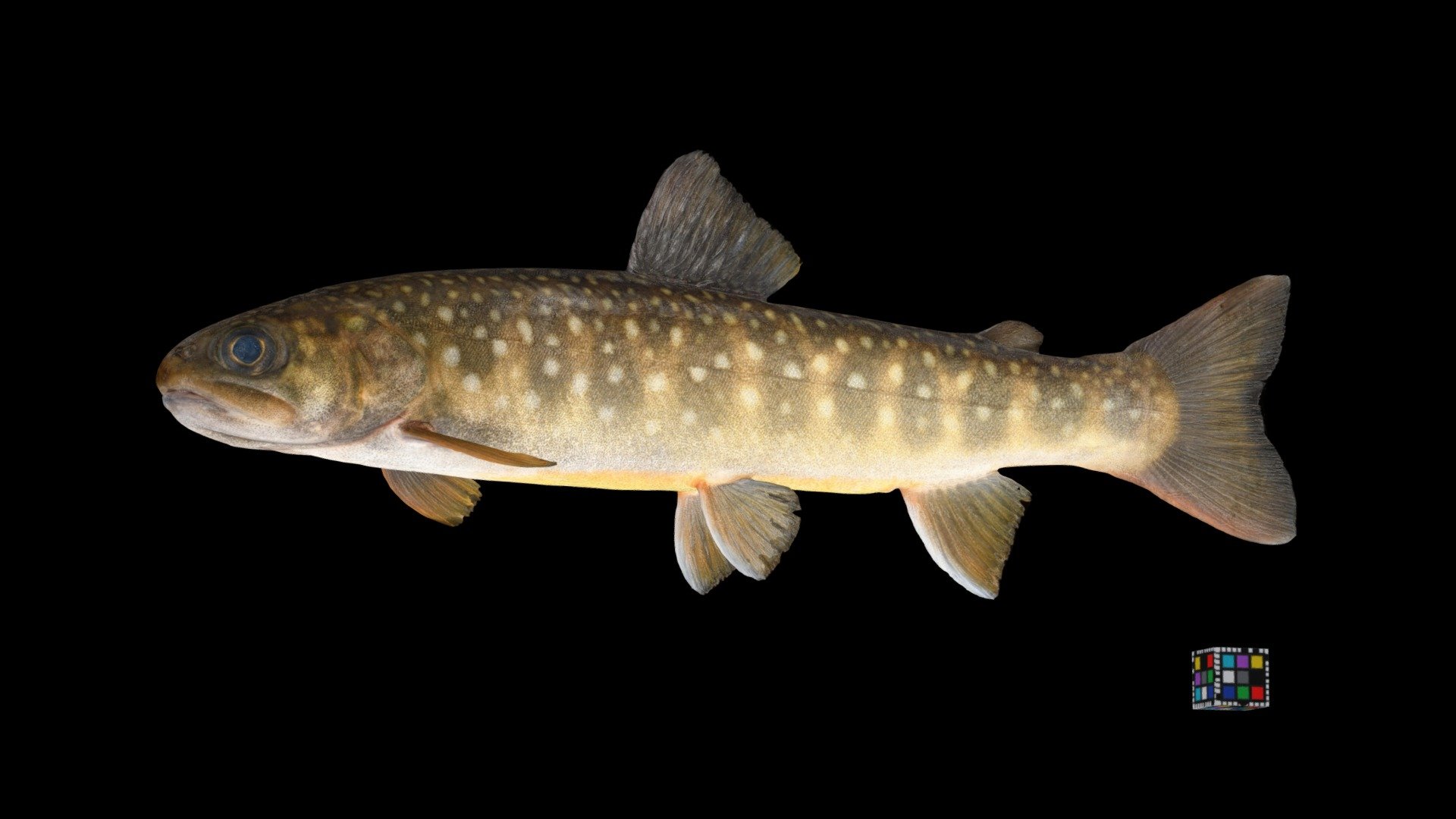 ニッコウイワナ ♀ Charr, Salvelinus leucomaenis pluvius
