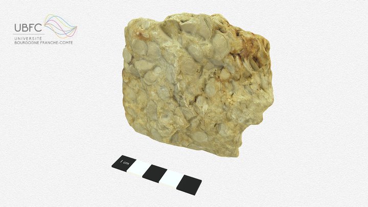 Dunham 3D models - Sketchfab