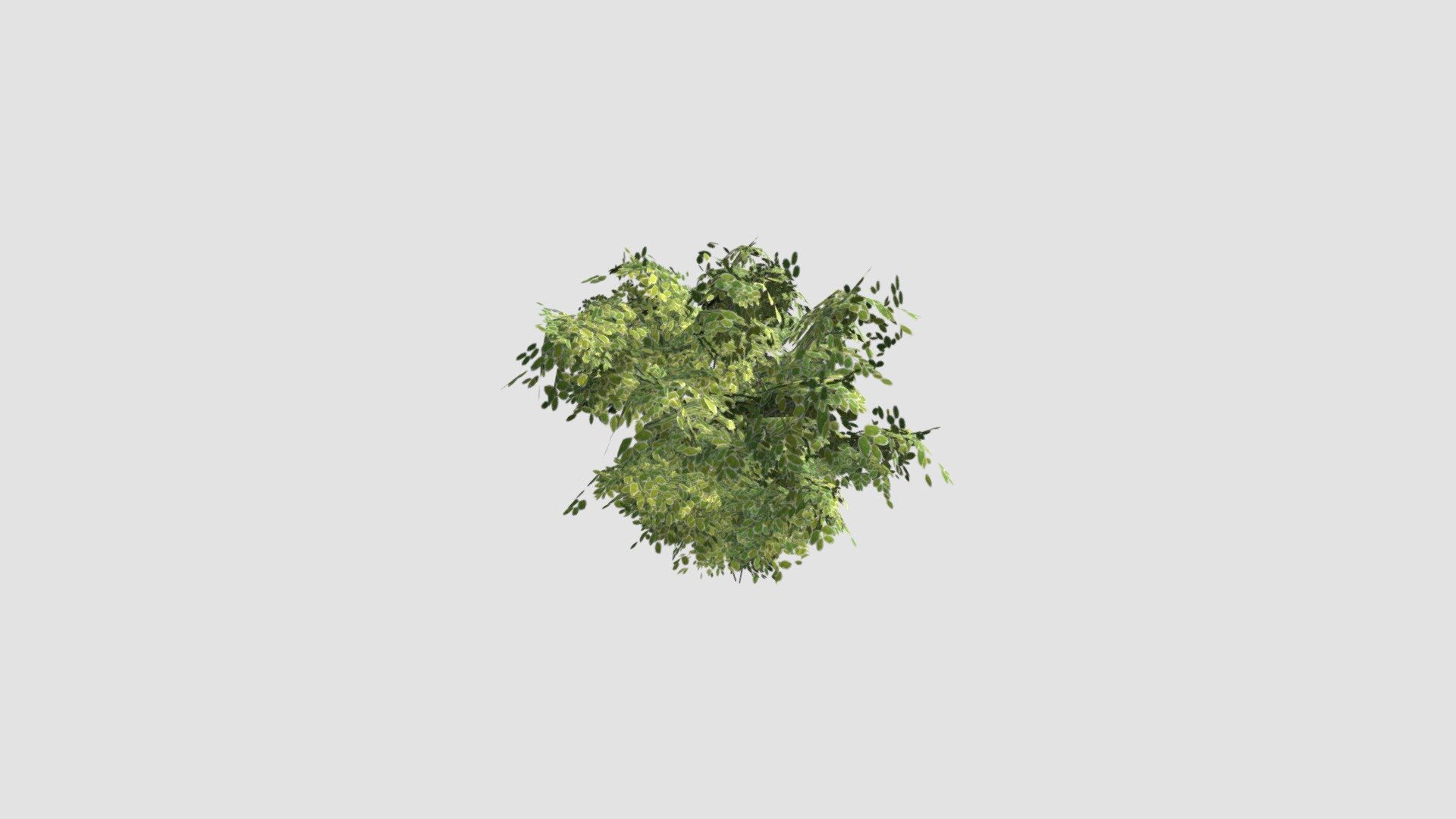 Shrubs - Buy Royalty Free 3D model by Evermotion [314e339] - Sketchfab ...