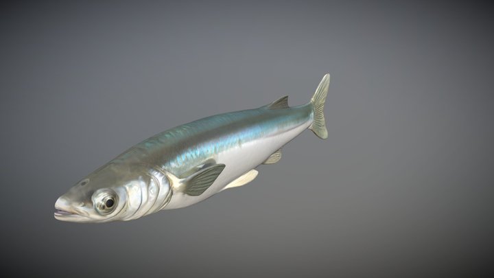 Pejerrey del Loa 3D Model