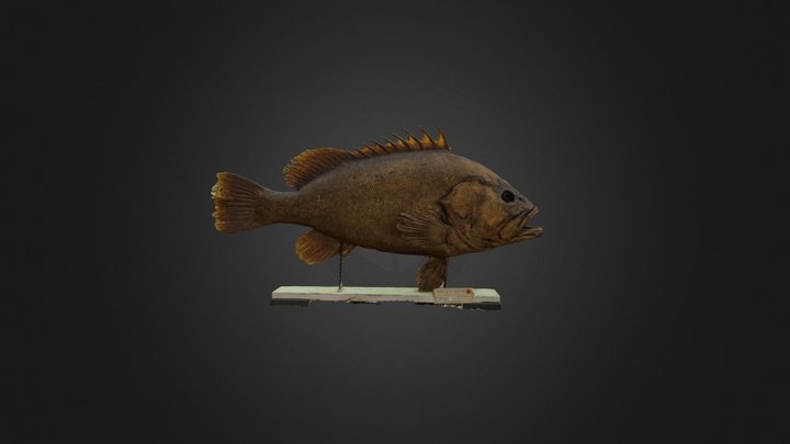Epinephelus 3D Model