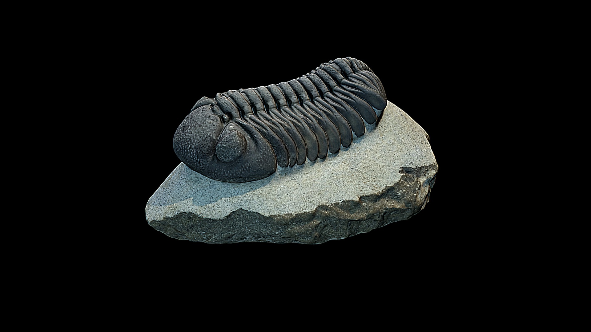 3D model Trilobite fossil - This is a 3D model of the Trilobite fossil. The 3D model is about a stone with a face carved into it.