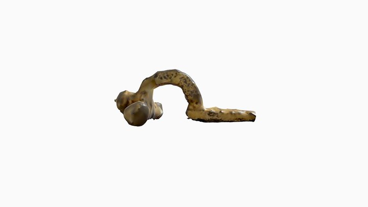 Fibula 3D Model