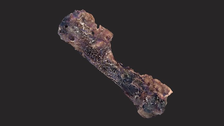 7-L10-NO Dermestid Traces - 10 Larvae NoSub 3D Model