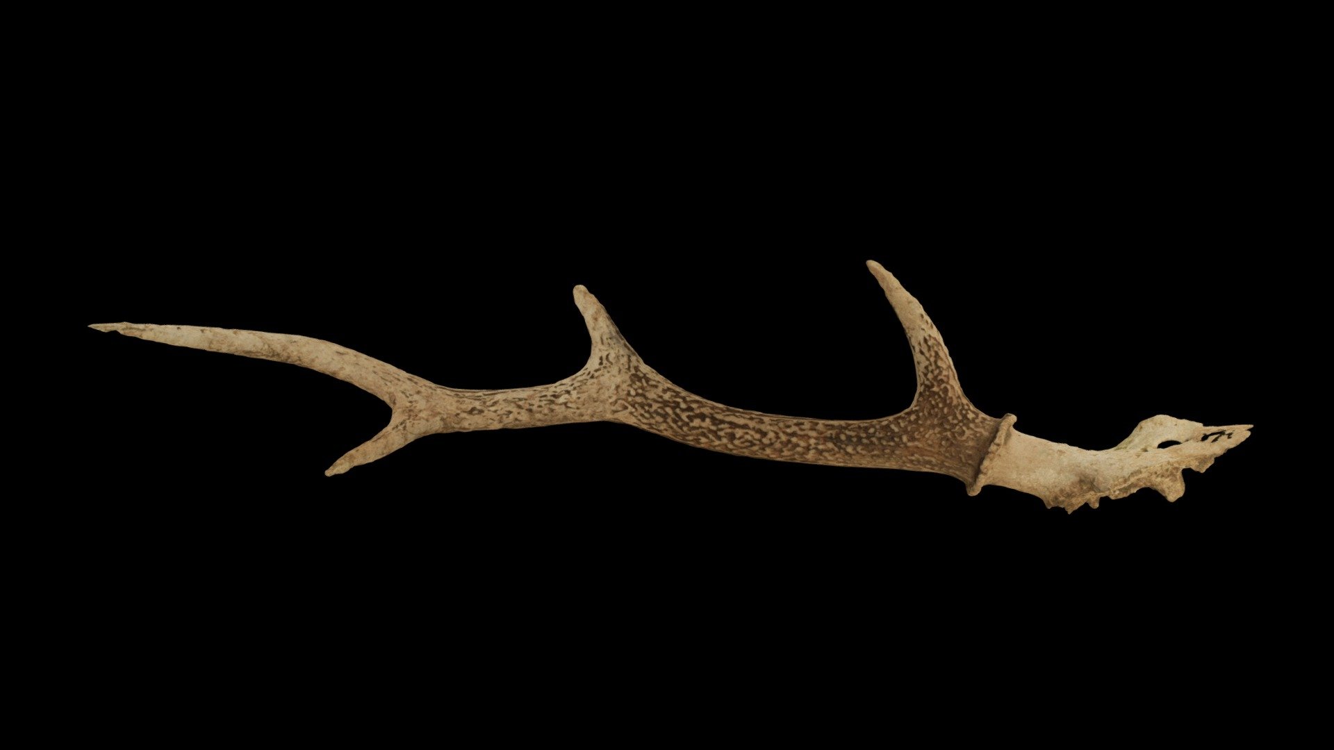 ニホンジカの角 CC0 ニホンジカ 角 Japanese Deer, A horn - Download Free 3D model