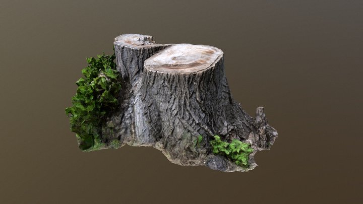 3d photogrammetry scan of tree stump 3D Model