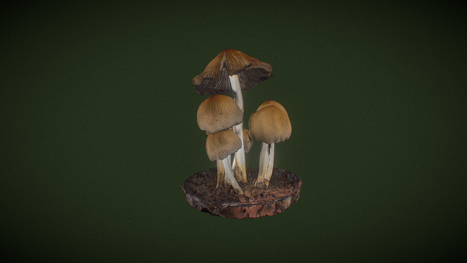 Real Fungus 3D scan - Coprinellus sp.