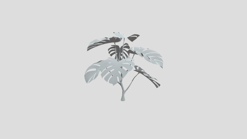 Monestera Plant Small