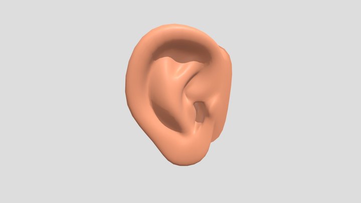 ear 3D Model
