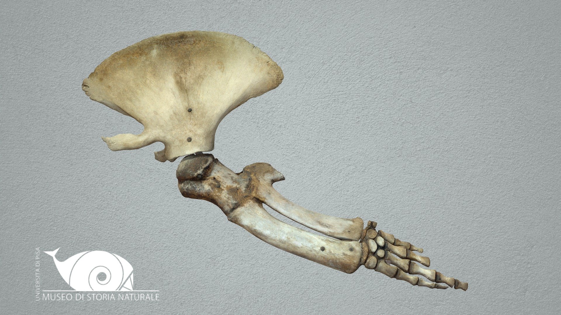 Common minke whale - 3D model by Natural History Museum, University of ...