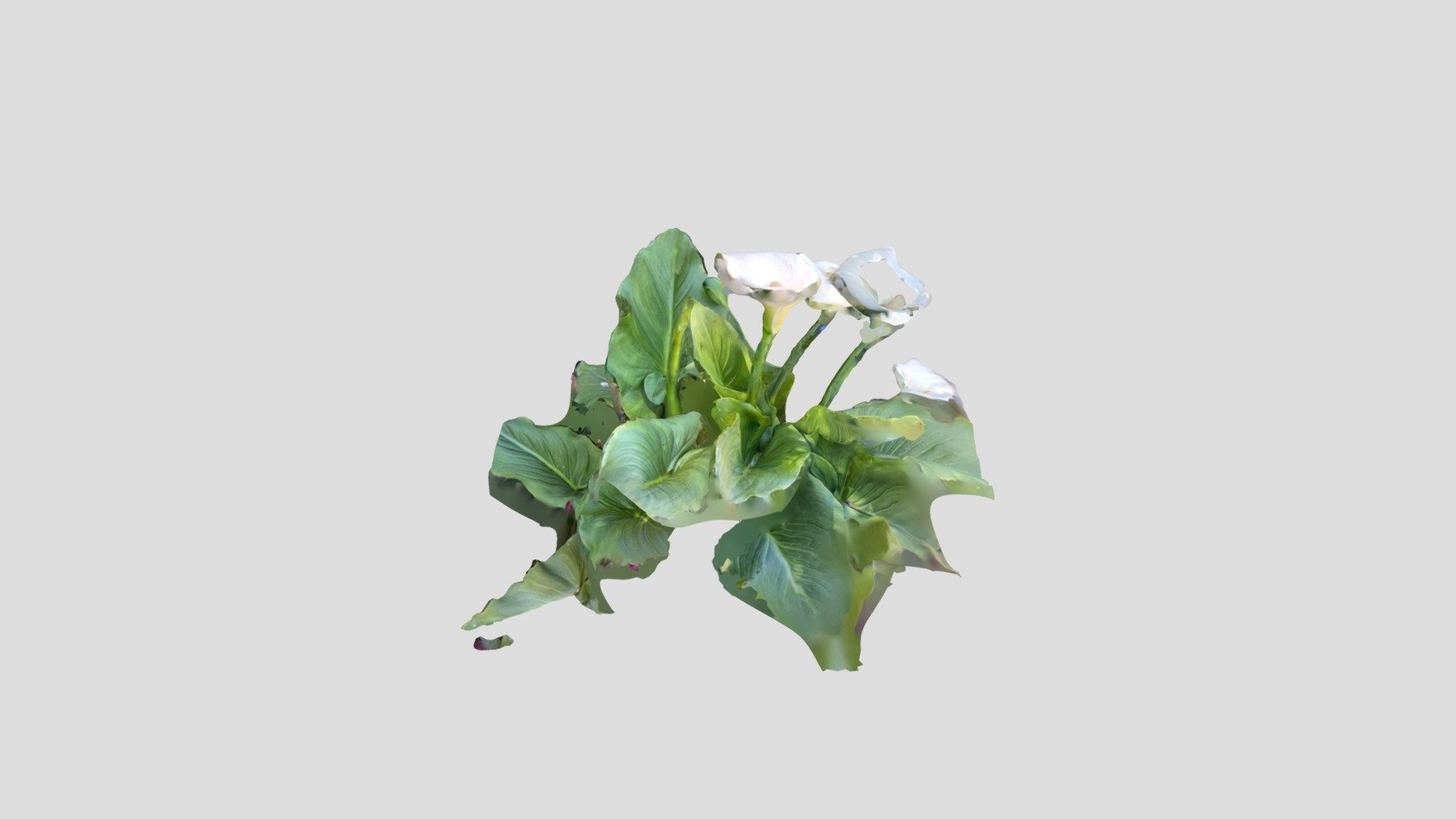 Calla Lilies