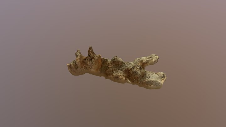 Pocillopora damicornis skeleton 3D Model