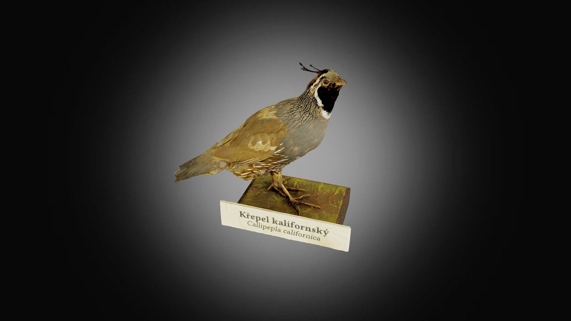 Křepel kalifornský (Callipepla californica L.) — Sketchfab embed 3D viewer