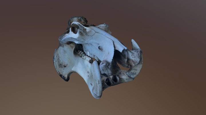 Hippopotame 3D Model
