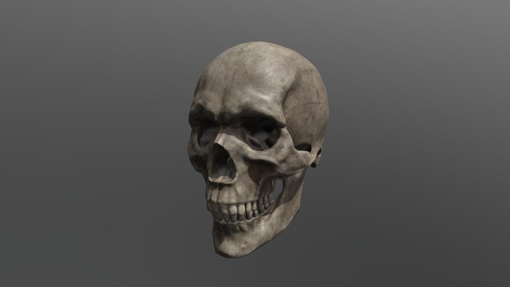 Skull Study 3D Model