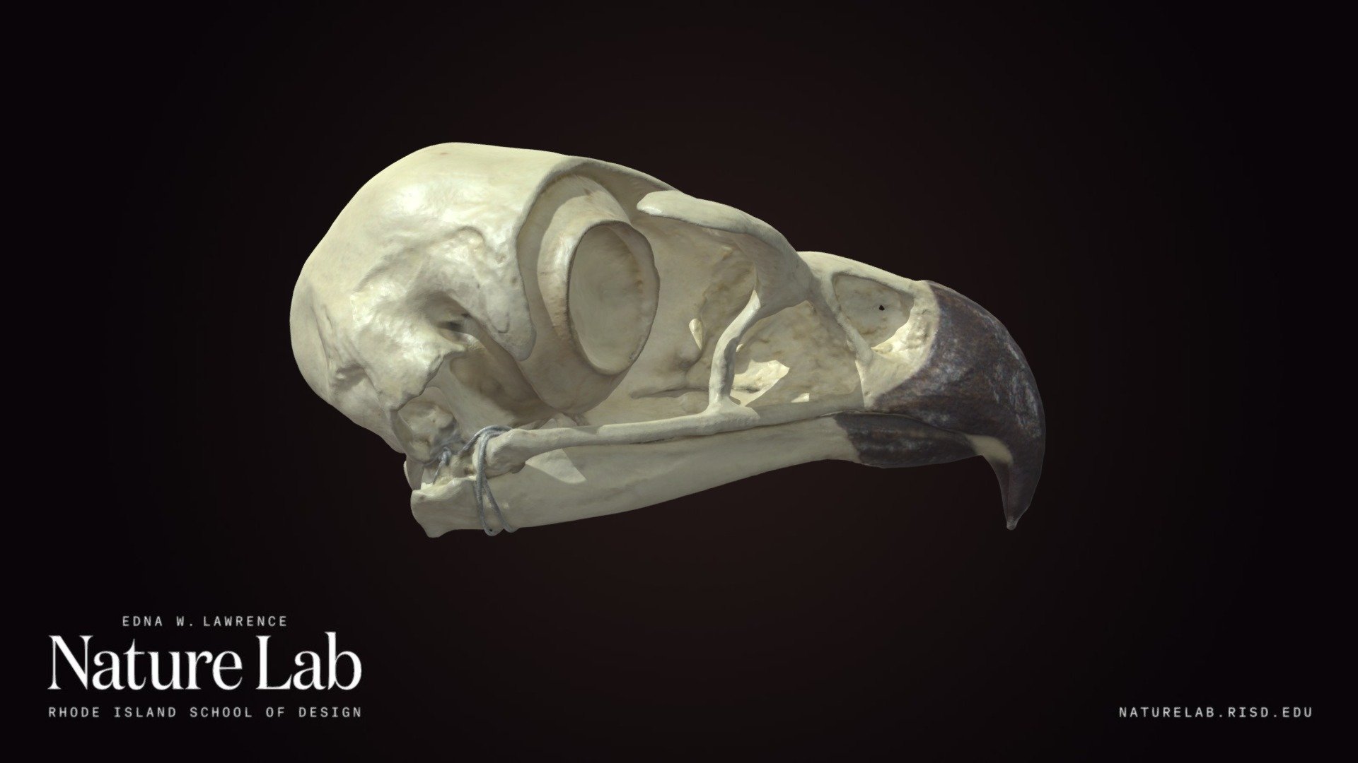 Golden Eagle Skull - 3D model by RISD Nature Lab (@RISDNaturelab