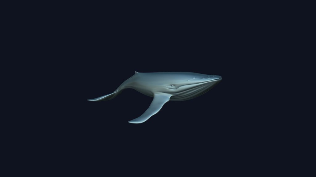 Humpback Whale