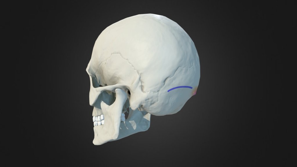 P14 External Occipital Protuberance Eop 3d Model By Anatomy Next A4s 317ad43 Sketchfab 5275
