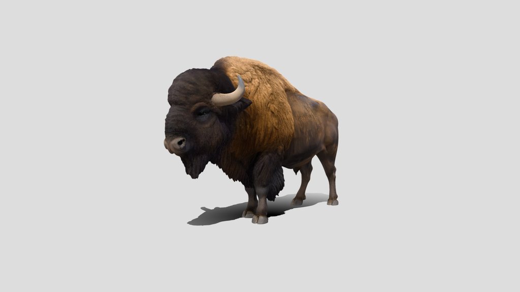 Bison buffalo