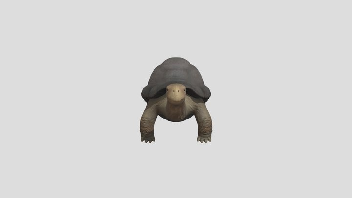 Tortoise 3D Model