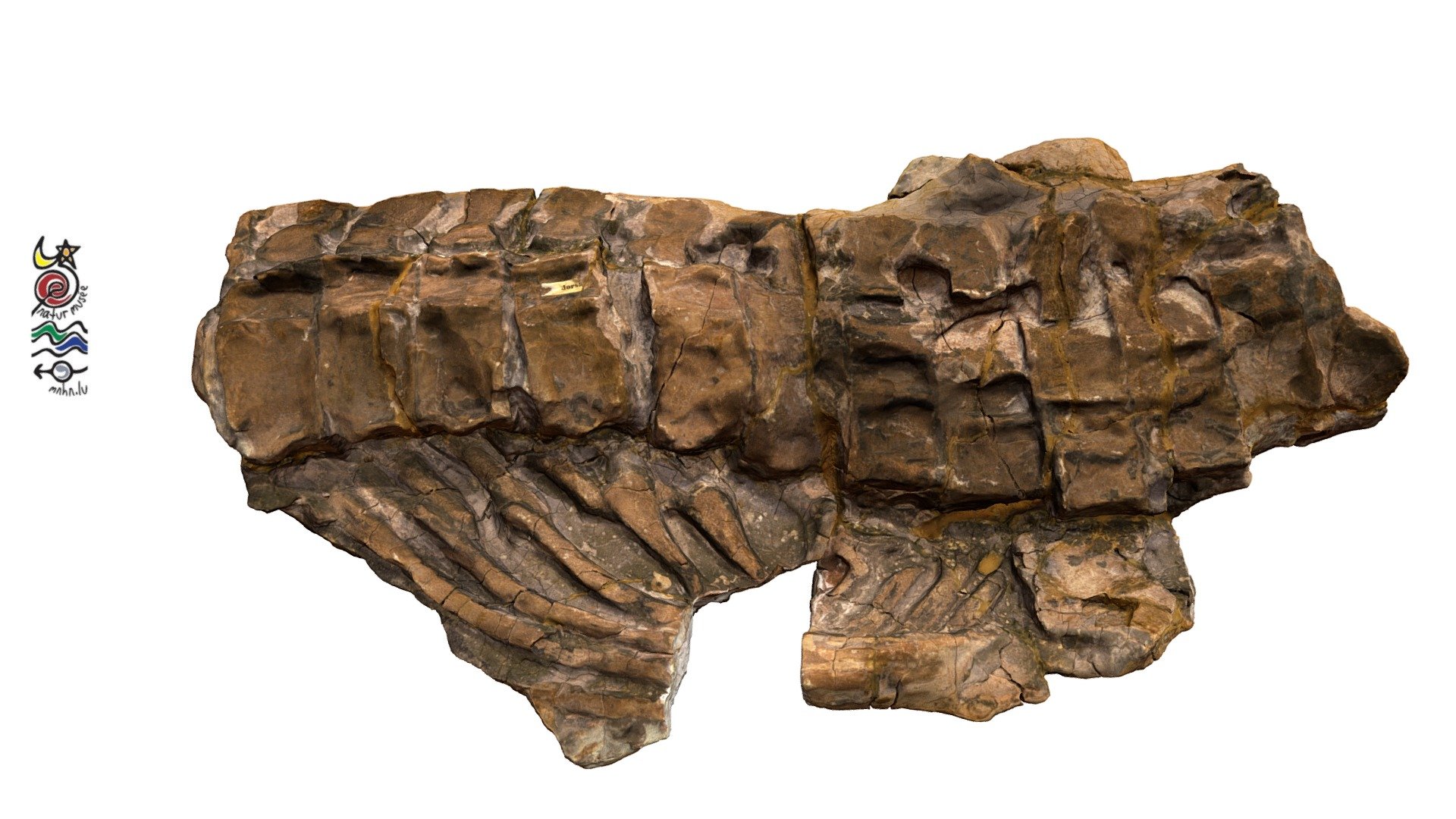 Ichthyosaur TU261