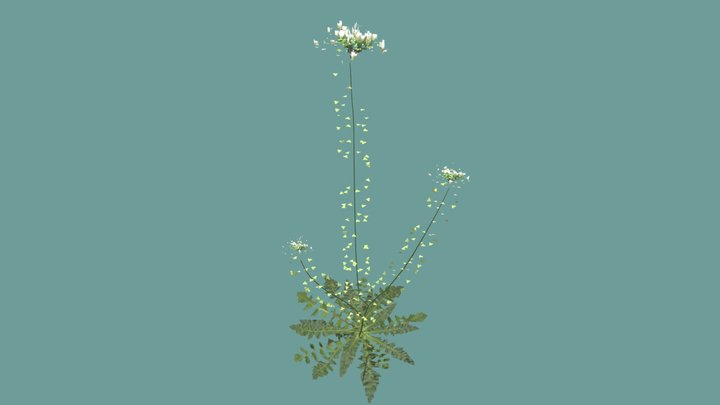 Capsella bursa-pastoris, Shepherd's purse 3D Model