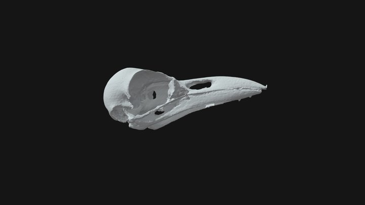 Australian Raven (Corvus coronoides) 3D Model