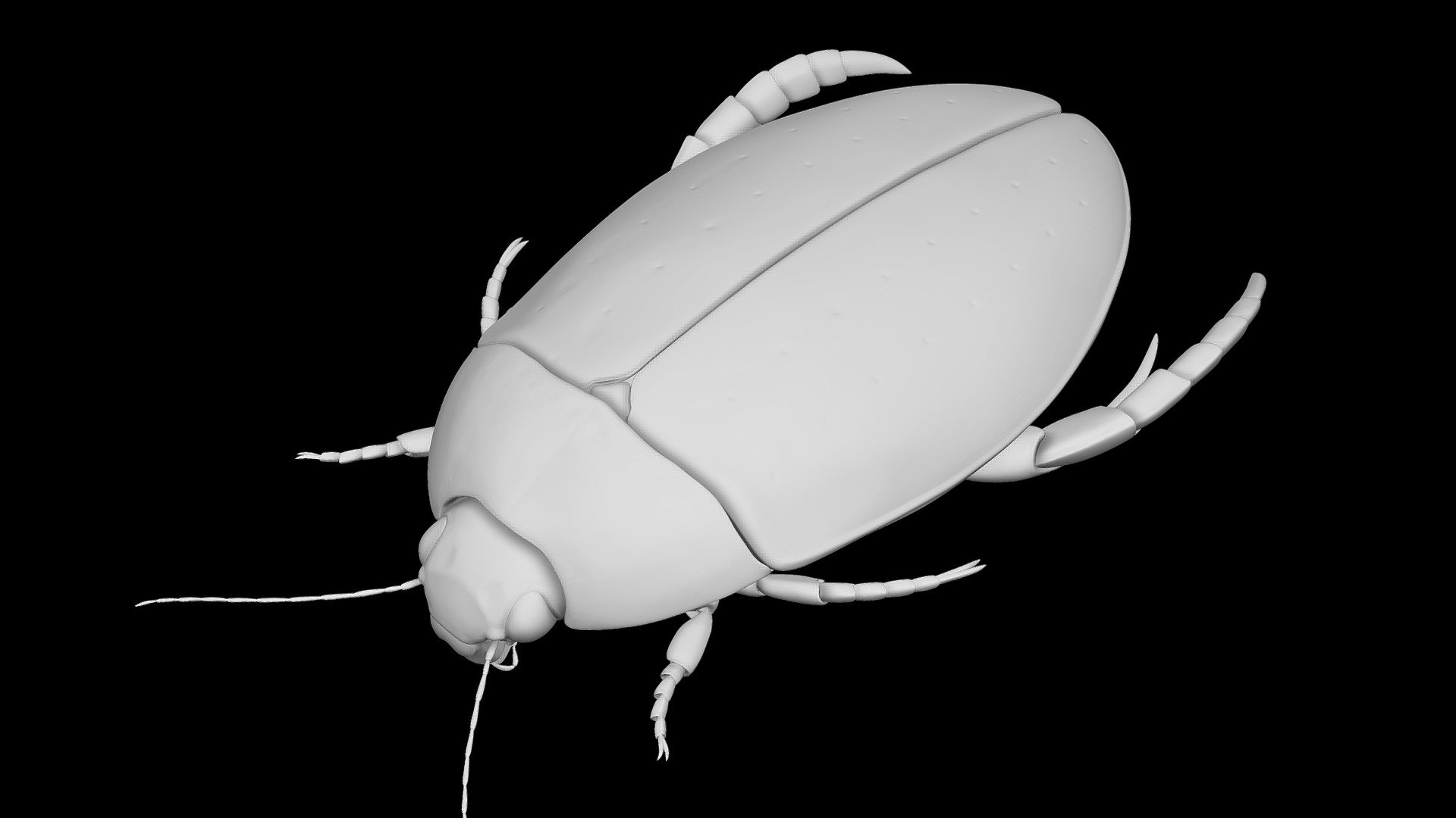 Cybister Chinensis Download Free 3D model by tunosemi [3190360