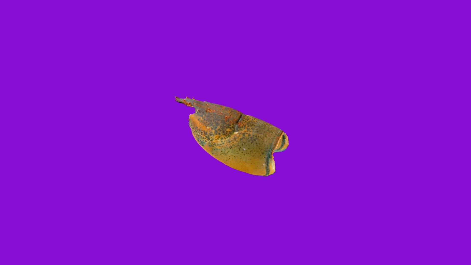 Am Lobster Spring 2019 St369 02xl with lev 1 ESD
