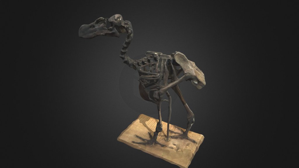 Dodo