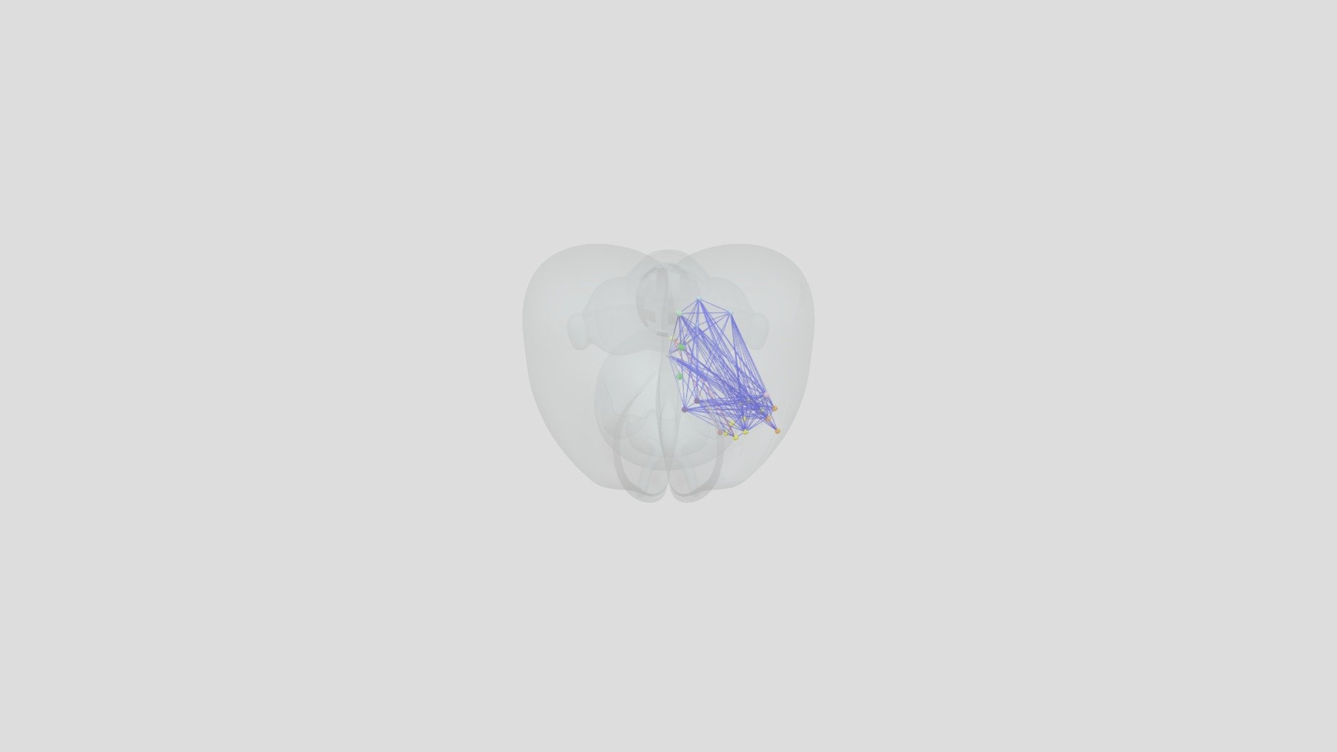 Rat brain conecctions POST - 3D model by j.abad [31950e7] - Sketchfab