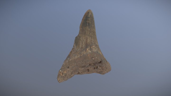 Shark Tooth 3D Model