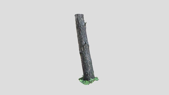 Tree Trunk 3D Model