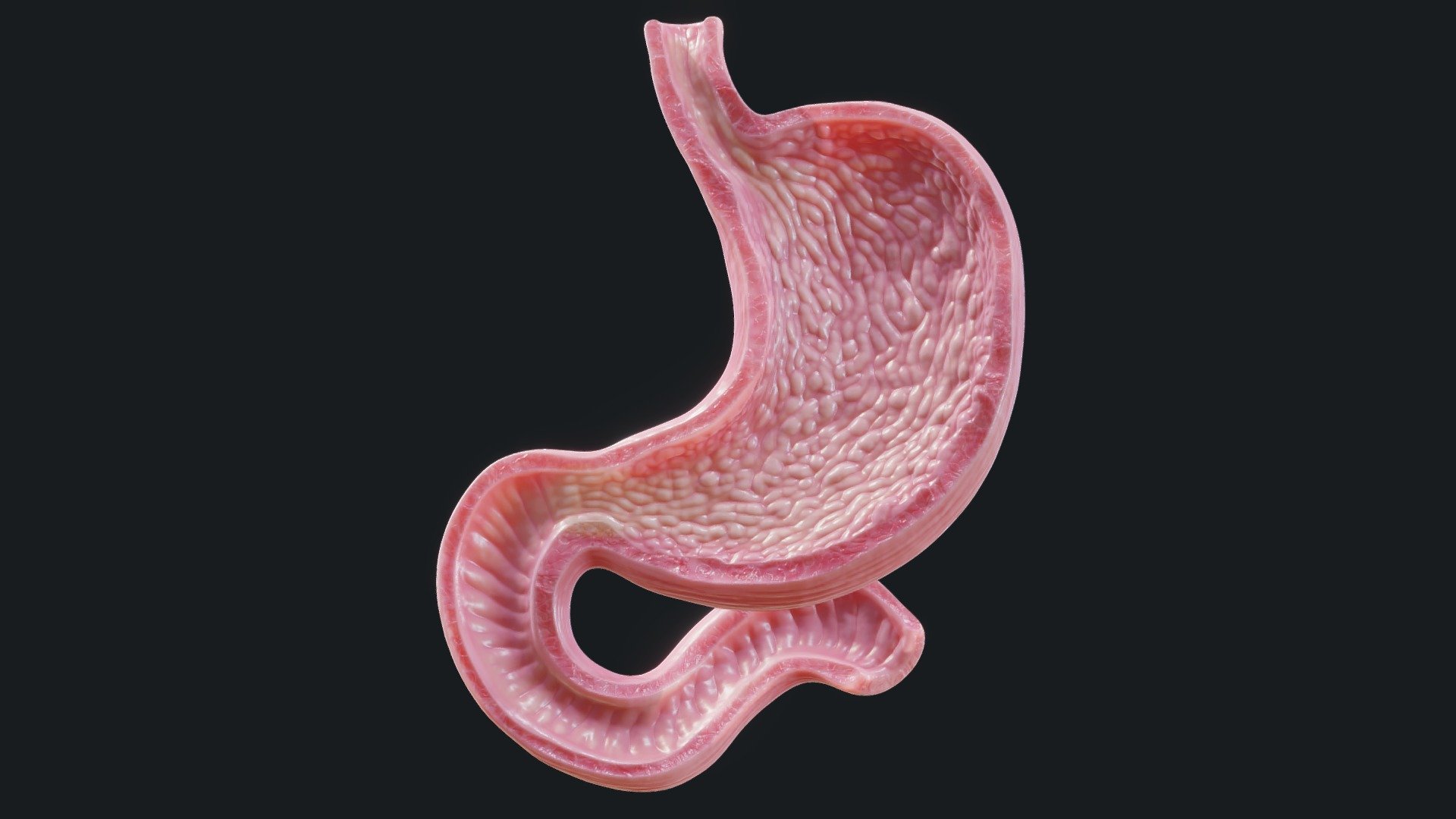Human Stomach Buy Royalty Free 3D Model By Zames1992 31a397b 