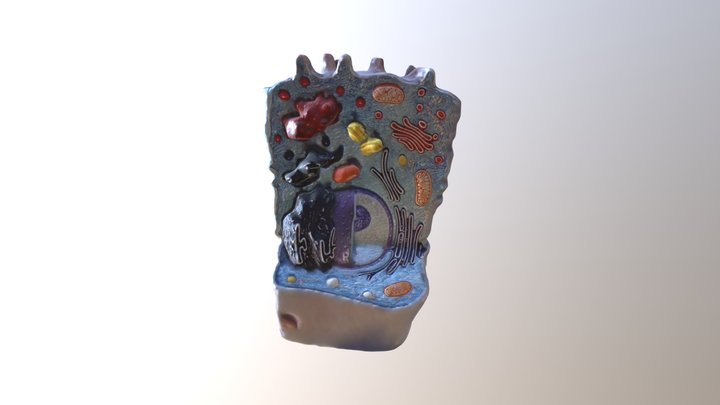 Cell 3D Model